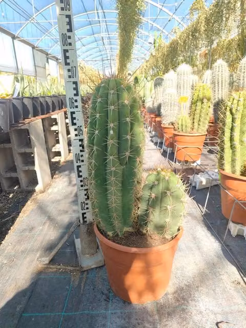 Echinopsis Atacamensis Vaso 55 cm Cactacea Colonnare da Esterno