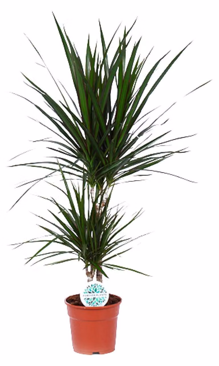 Dracaena marginata - 65-75cm - Ø17cm - Pianta d'appartamento - Sempreverde