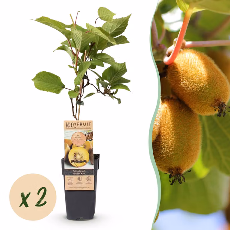 Kiwi giallo - Actinidia deliciosa Golden Kiwi - Frutto giallo | 2 pezzi - Pianta da frutto - 40-50cm - Ø15cm - Pianta da giardino