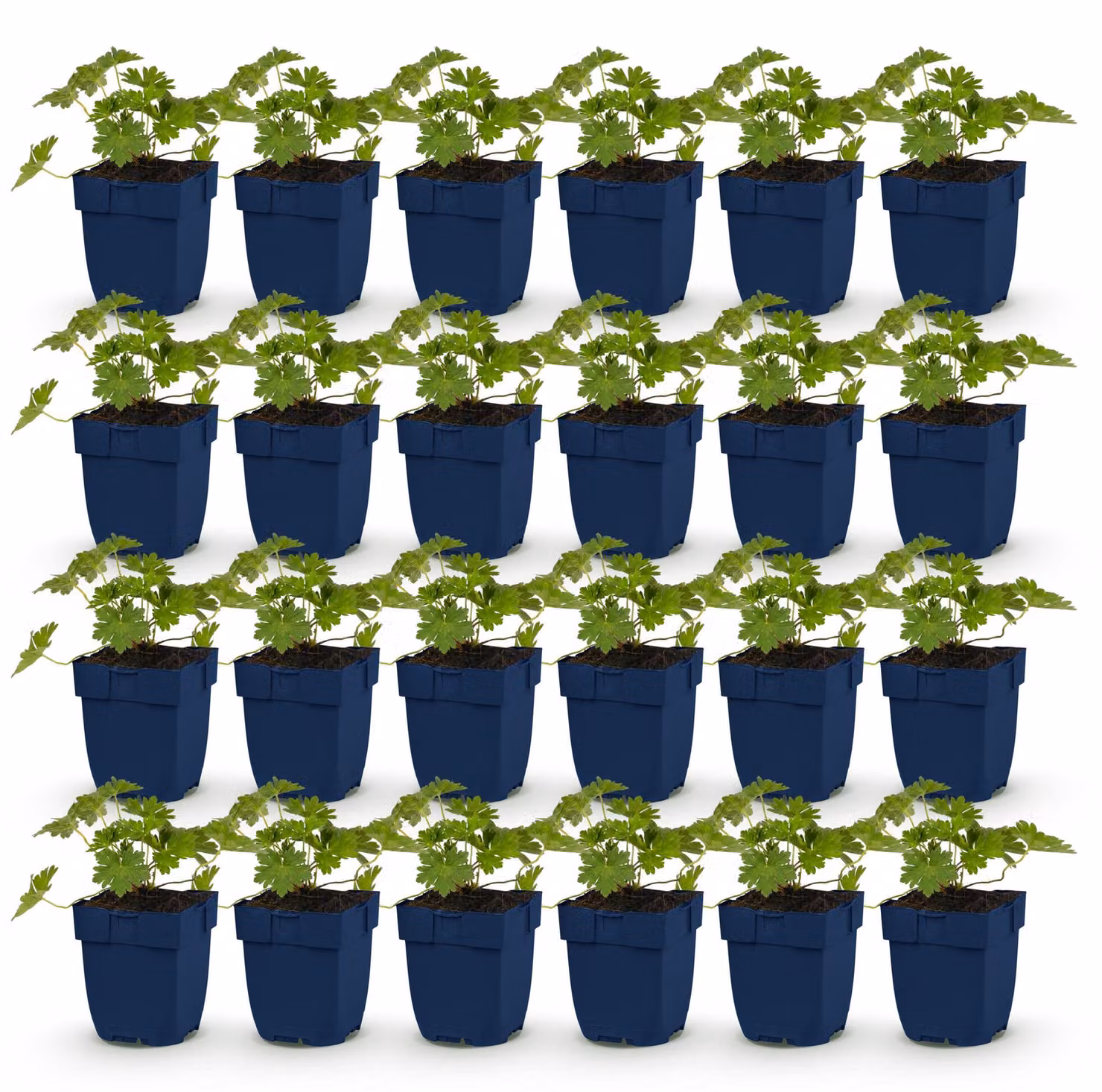 Geranio 'Rozanne' - Geranio - Coprisuolo - Blu - 24 piante - 15-25cm - Ø11cm - Pianta da giardino