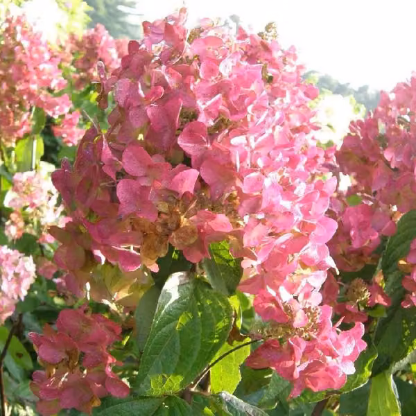 2 ortensie - Hydrangea paniculata 'Mega Mindy', alte 40-50 cm, in vaso