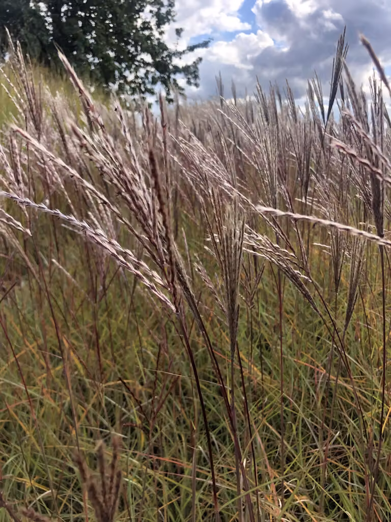 6 x Miscanthus sinensis 'Red chief' - Chinaschilf im topf 9 x 9 cm