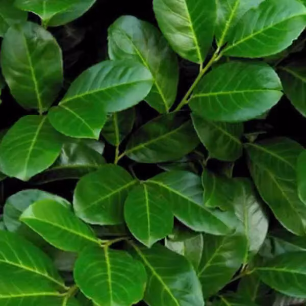 2 piante di Lauroceraso (Prunus laurocerasus 'Rotundifolia'), alte 60-80 cm, fornite in vaso