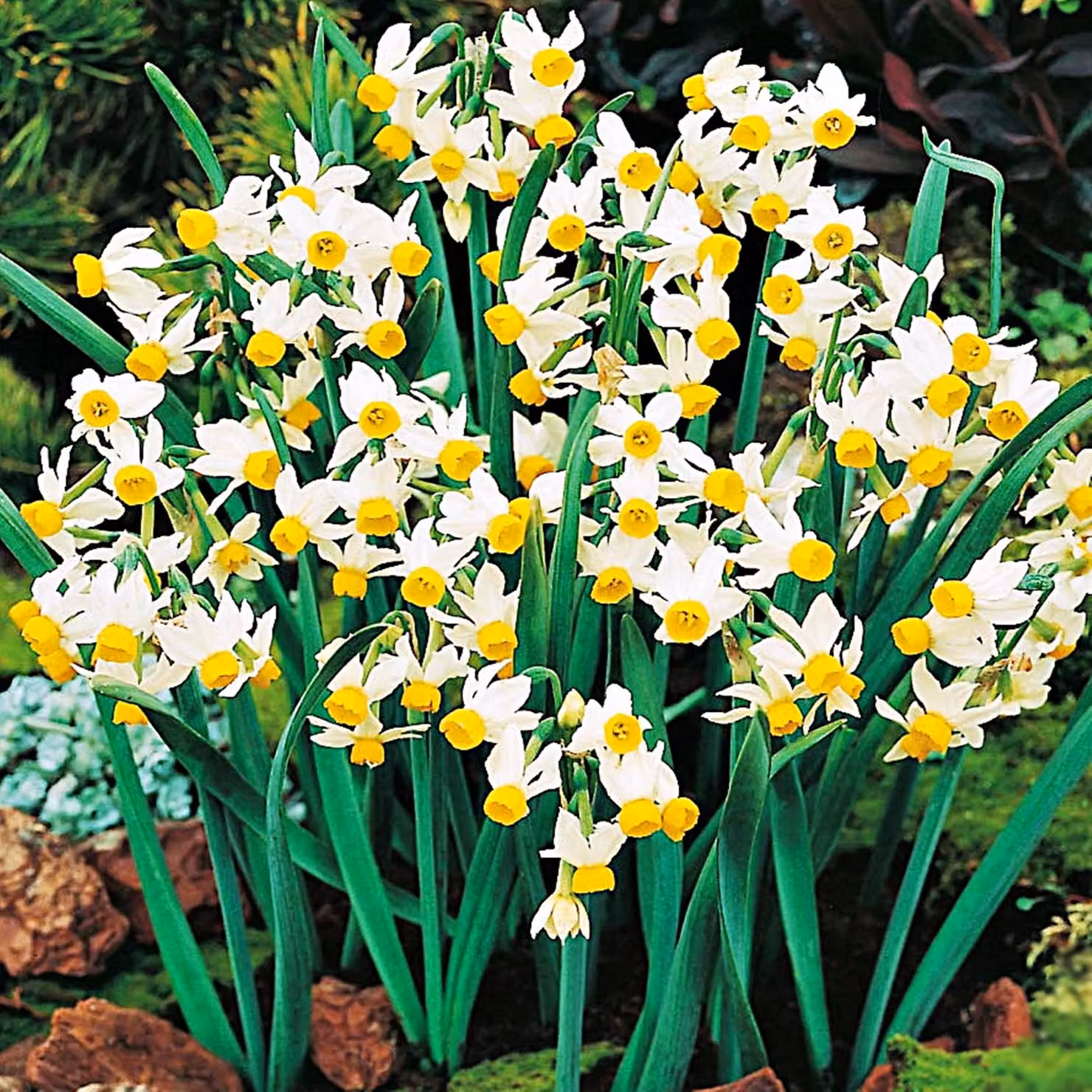 Bulbi di narciso Bulbi di fiori Botanici Narciso Canaliculatus 5 pz.