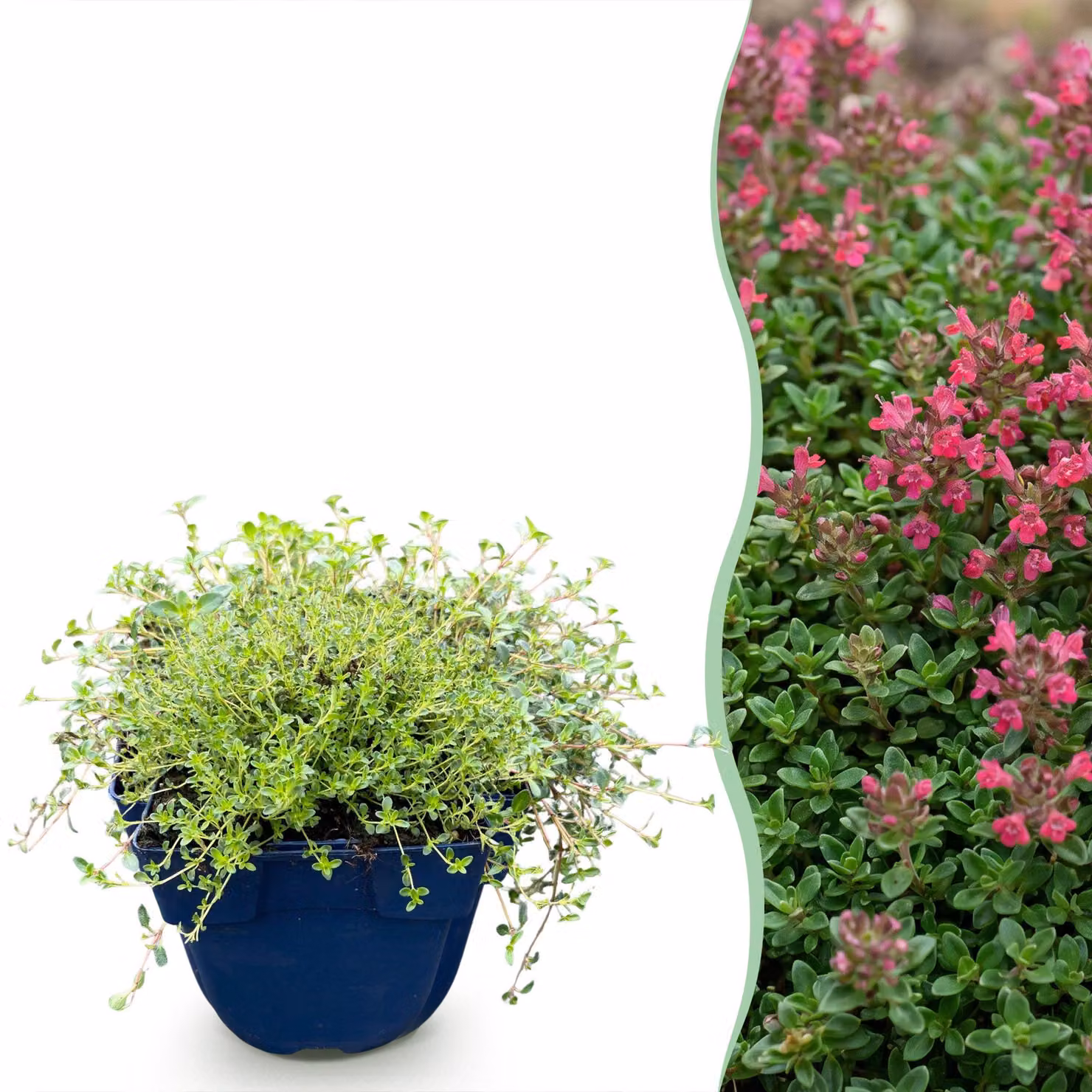 Thymus praecox Red Carpet - Timo rampicante - Profumato - Rosso-rosa - 24 piante - 15-25cm - Ø11cm - Pianta da giardino