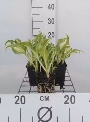 6 x Hosta hybr. 'Undulata Mediovariegata' - vaso 9 x 9 cm x 9 cm