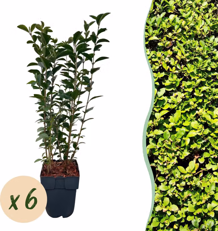 Piante da siepe - Ligustrum ovalifolium - foglie verdi - 6 piante - 1 metro lineare - sempreverde - 45-55cm - Ø18cm - Pianta da giardino