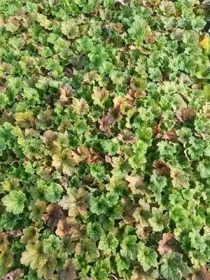 6 x Tellima grand. 'Forest Frost' - Radice di falsa mandragola - vaso 9 x 9 cm