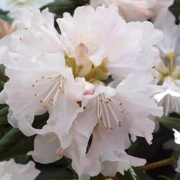 Rhododendron 'Dora Amateis' | 20-30 cm in vaso