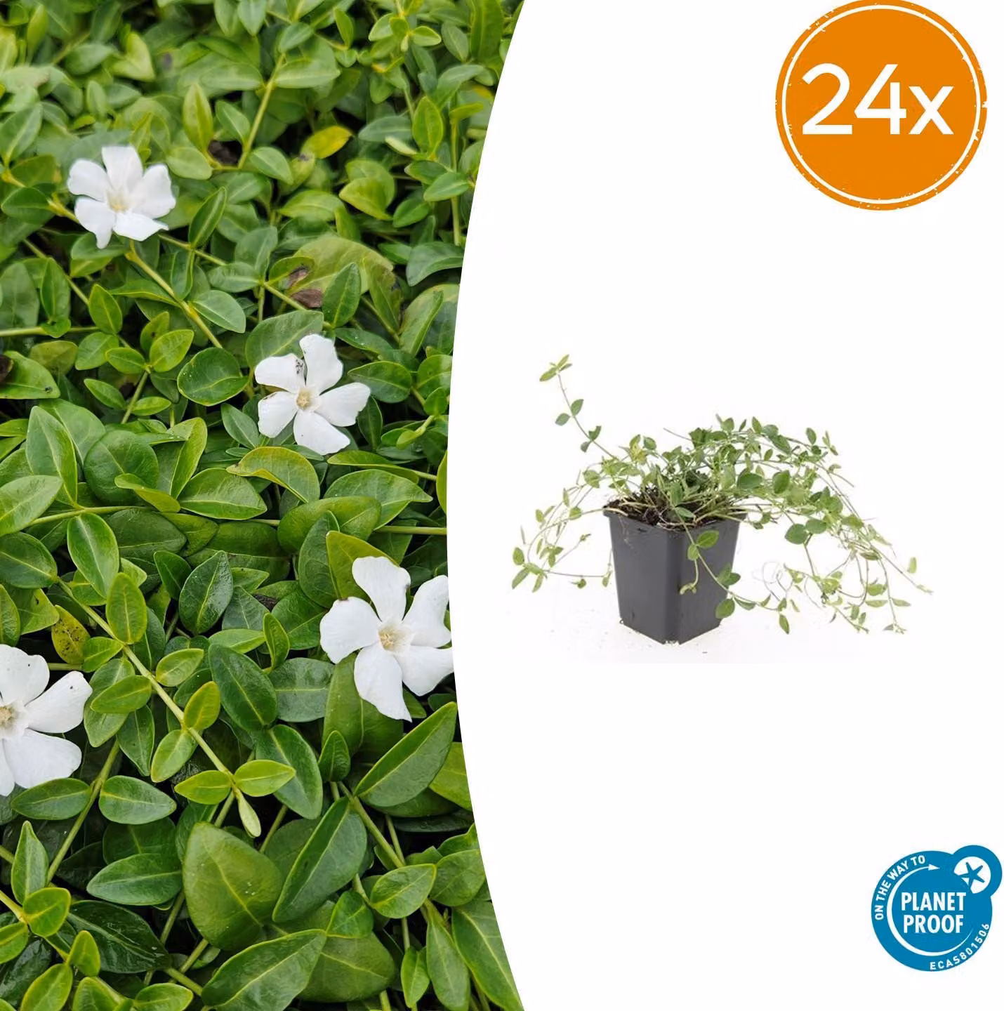 Vinca minor 'Gertrude Jekyll' | 24 pezzi - 10-25cm - Ø9cm - Pianta da giardino