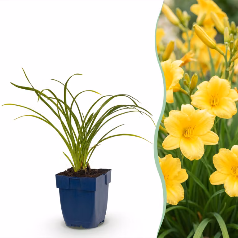 Hemerocallis Stella d'Oro - Giglio diurno - Attira api e farfalle - Giallo - 6 piante - 15-25cm - Ø11cm - Pianta da giardino