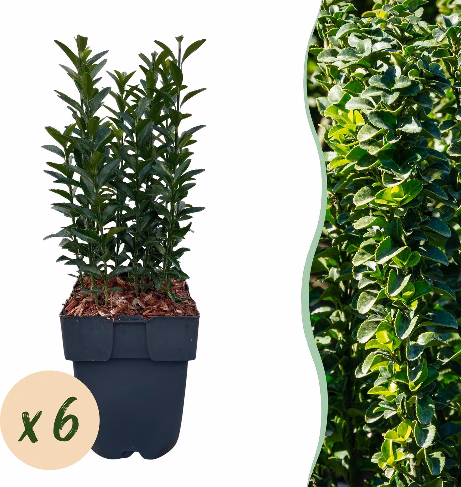 Piante da siepe - Euonymus japonica Green Spire - foglie verdi - 6 piante - 1 metro lineare - sempreverdi - 30-40cm - Ø18cm - Pianta da giardino