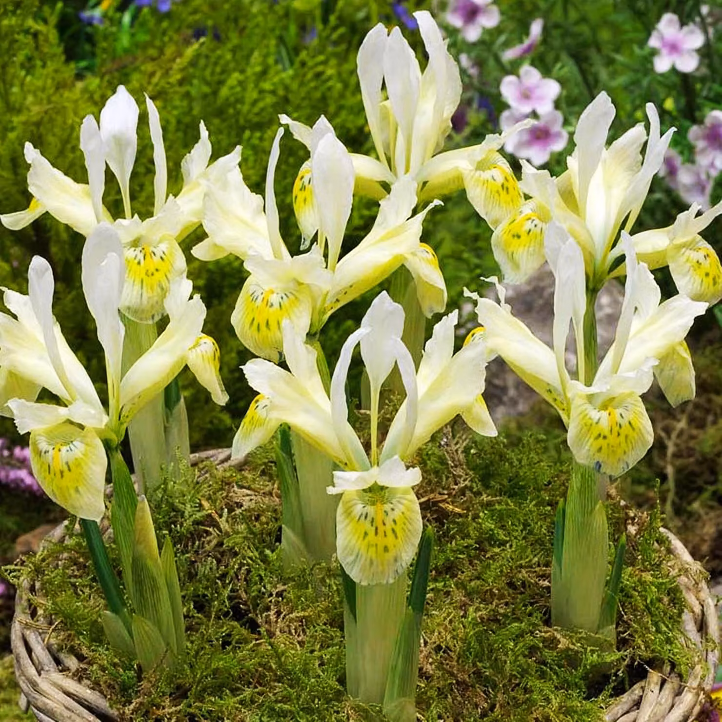 Bulbi da fiore Bulbi da fiore Fiori Iris a rete Iris Katharines Gold 5 pz.