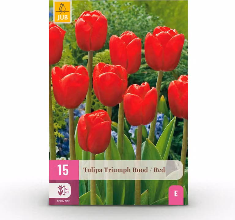 Bulbi da fiore - Tulipano 'Triumph Red' - Rosso - 15 pezzi - Bulbo di dimensione 11/12 - 20-50cm - Ø5cm - Pianta da giardino - Multideal