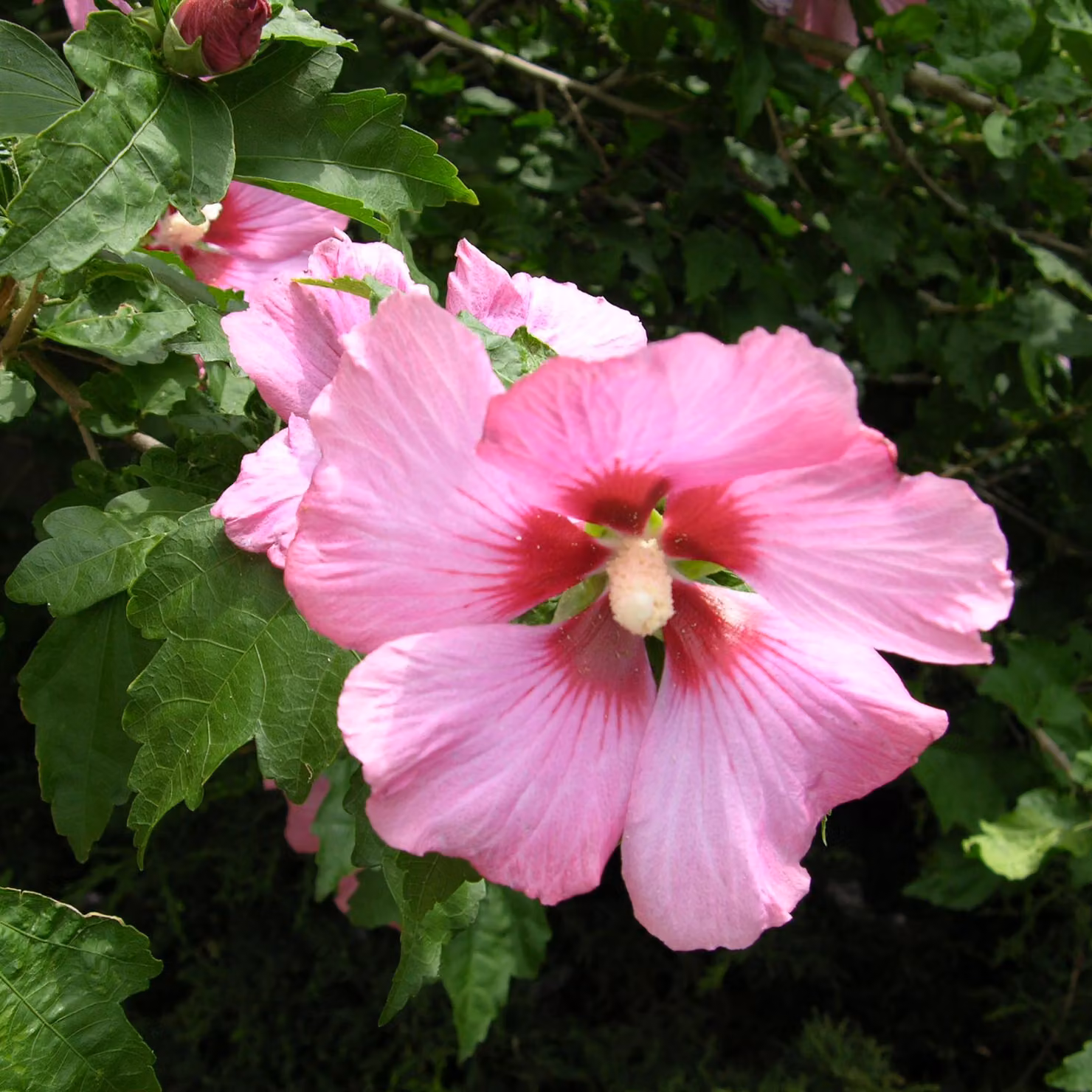 2 piante di ibisco (Hibiscus syriacus 'Woodbridge'), altezza 40-60 cm, fornite in vaso