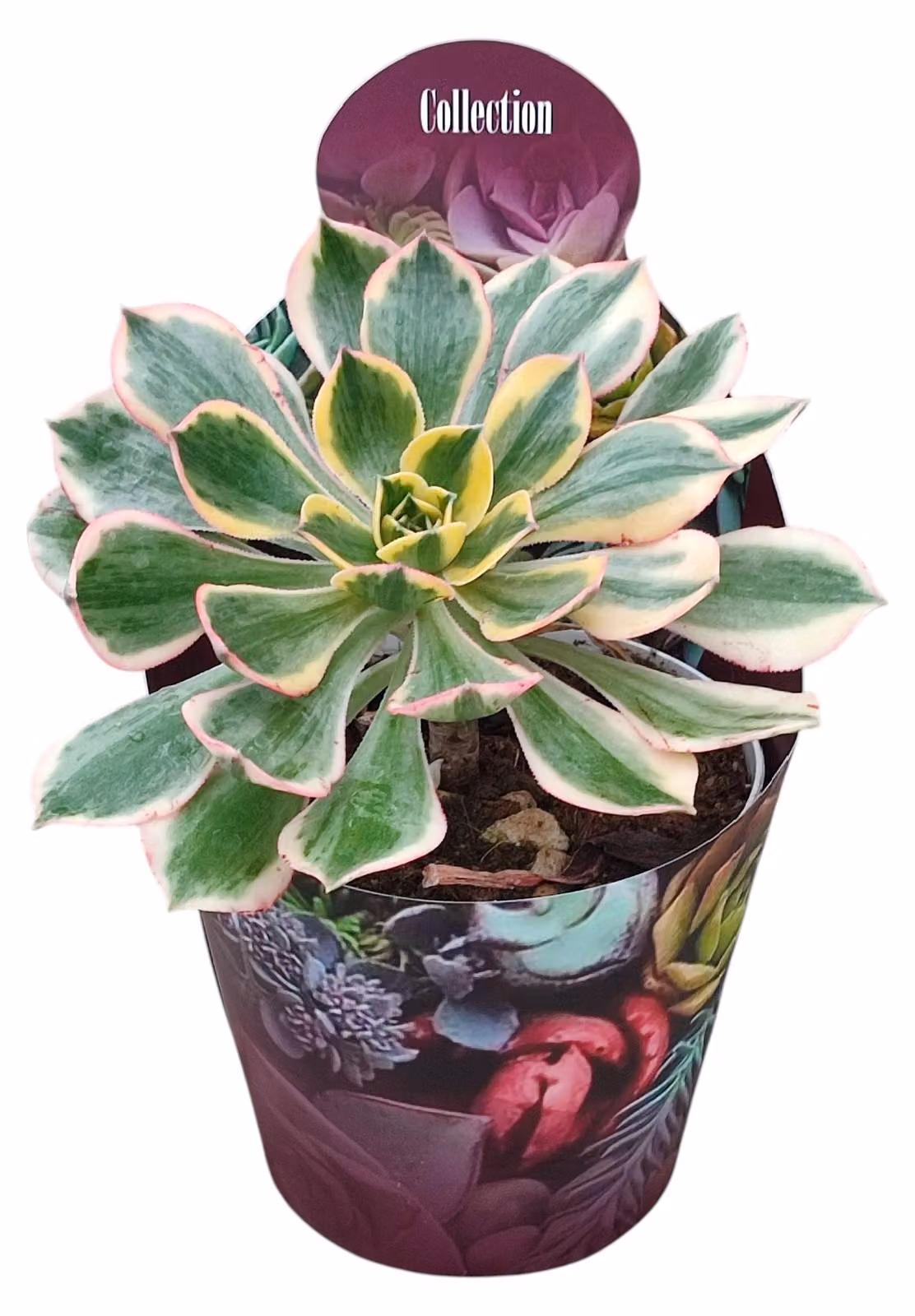 Aeonium Sunburst - Rosetta - Rarità - 14cm Vaso - 30cm alto