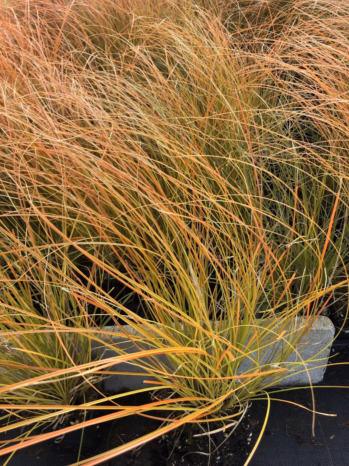 6 x Carex Test. 'Prairie Fire' - Segge arancione - im Topf 9x9 cm