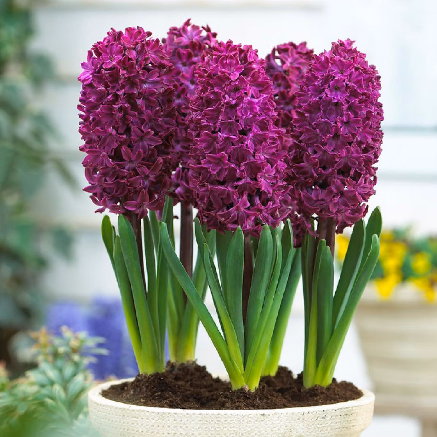 Bulbi di giacinto resistenti al freddo, perenni - Woodstock - 15 bulbi - Bulbi profumati - 3 varietà/colori - Piante provenienti dall'Olanda - Adatti per giardino, vaso o terrina (bulbi di grandi dimensioni, senza semi)