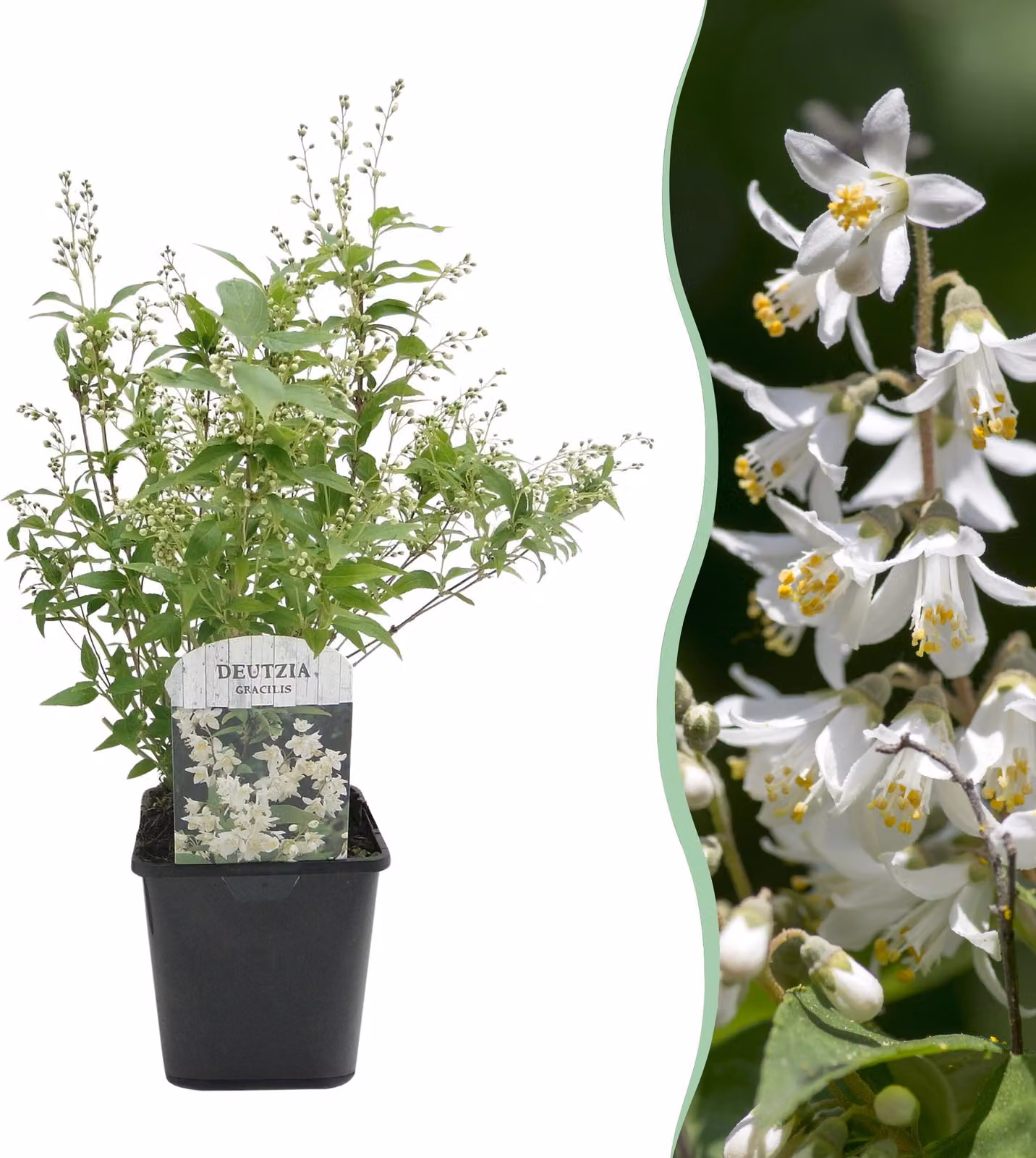 Arbusti - Deutzia Gracilis - Fiori bianchi - 1 Pianta - Decidua - Bassa manutenzione - 35-45cm - Ø18cm - Pianta da giardino