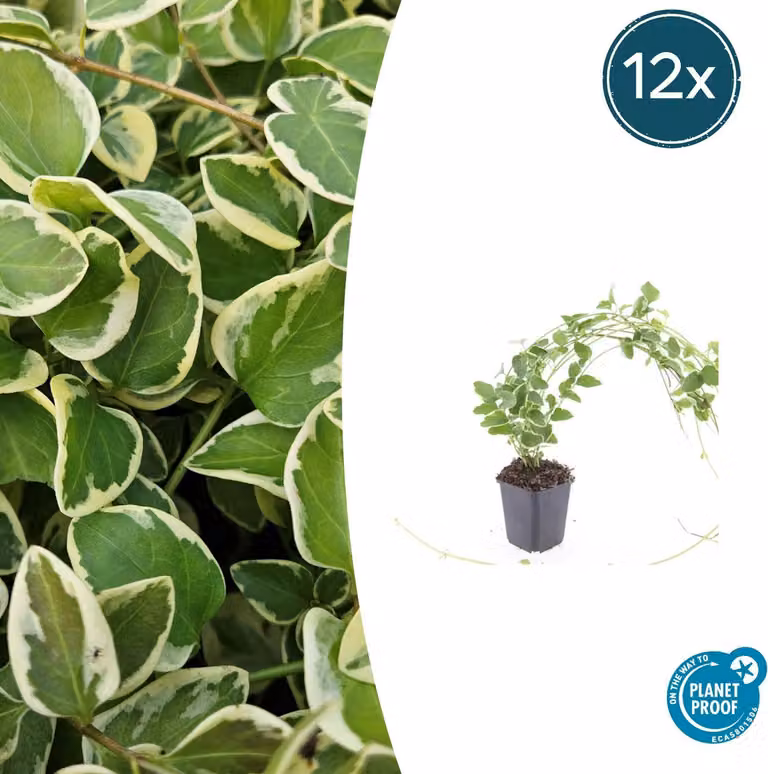 Copertura del terreno - Pervinca bianca a foglie grandi - Vinca major 'Variegata' - Vaso da 9 cm - Set di 12 piante