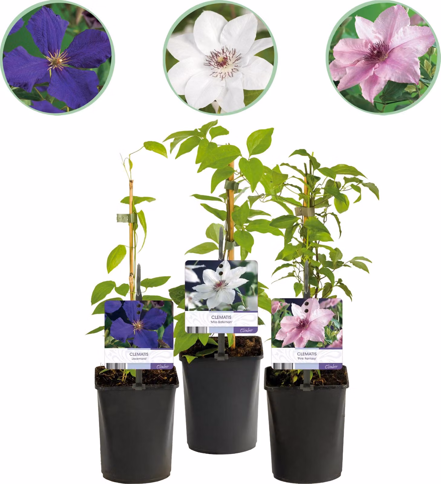Pianta rampicante - Clematis Tricolore - Fiore Rosa Bianco Viola - Bassa manutenzione - 3 piante - 30-40cm - Ø10cm - Pianta da giardino