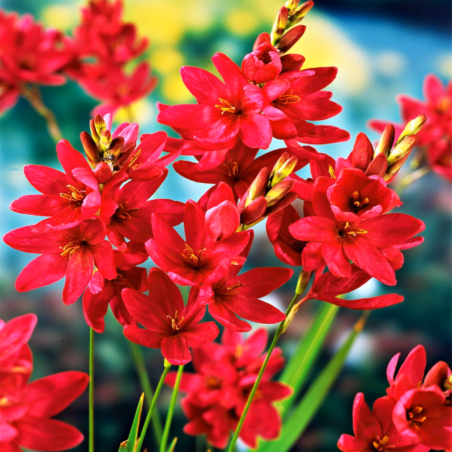 Ixia Bulbi Fiori Bellflower Corn Lily Venus 10 pz.