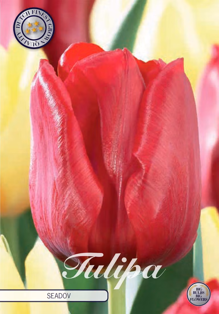 Tulipani Seadov (10 pezzi) | Bulbi di tulipano di Sam van Schooten