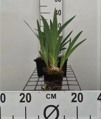 6 x Iris (germ.) 'Babbeling Brook' - Schwertlilie - Topf 9 x 9 cm