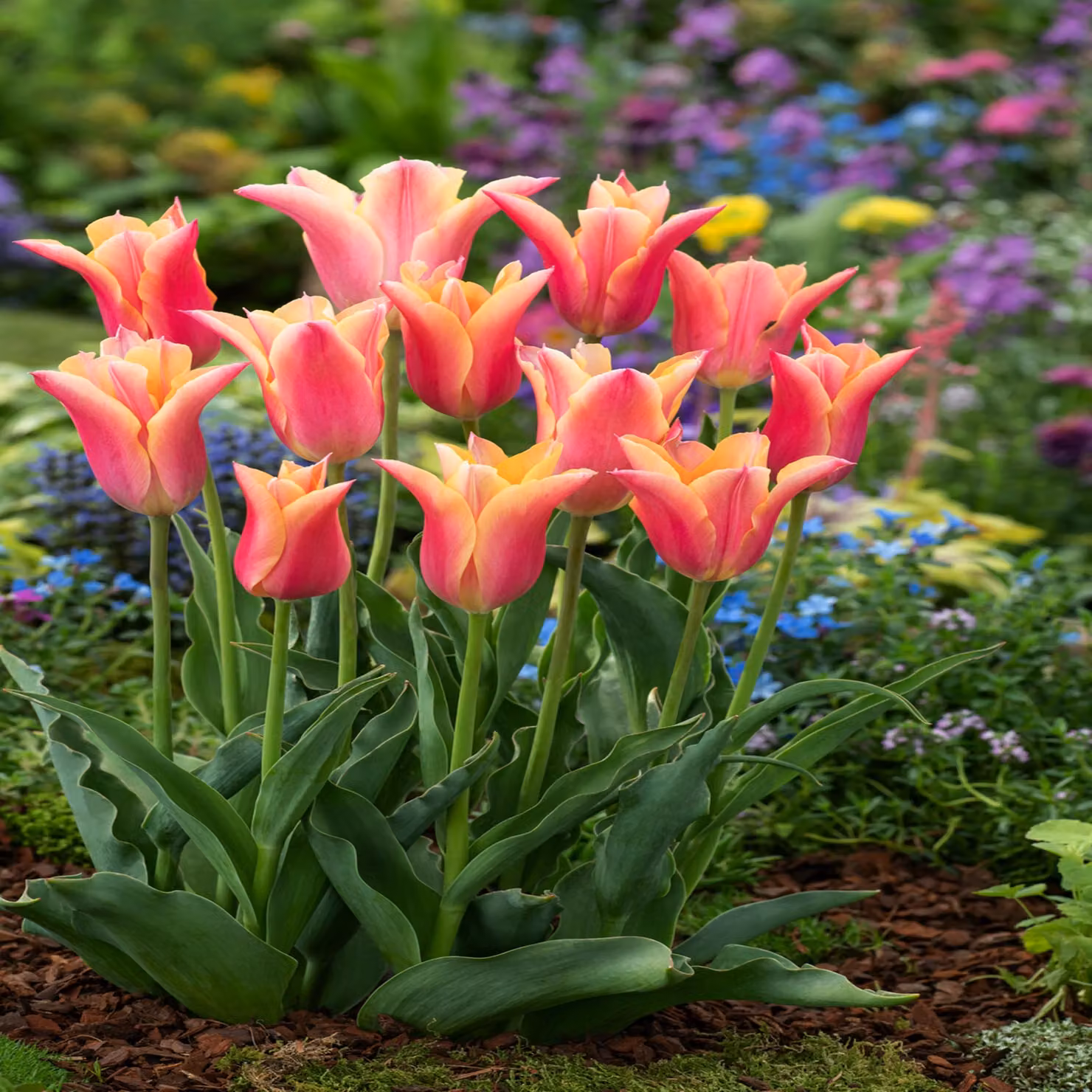 Tulipani Bulbi Bulbi Fiori Tulipano a fiore di giglio Marianne 5 pz.