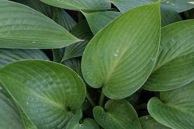 6 x Hosta hybr. 'Devon Green' - Hosta - vaso 9 x 9 cm