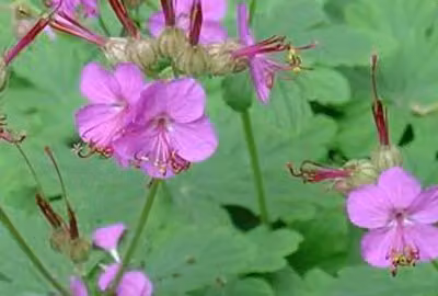 6 x Geranium macrorrhizum - Cranesbill - Vaso 9 x 9 cm