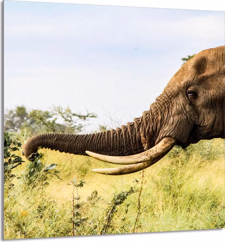 PIASTRELLE IN VETRO PER CUCINA 60x65 Elefante