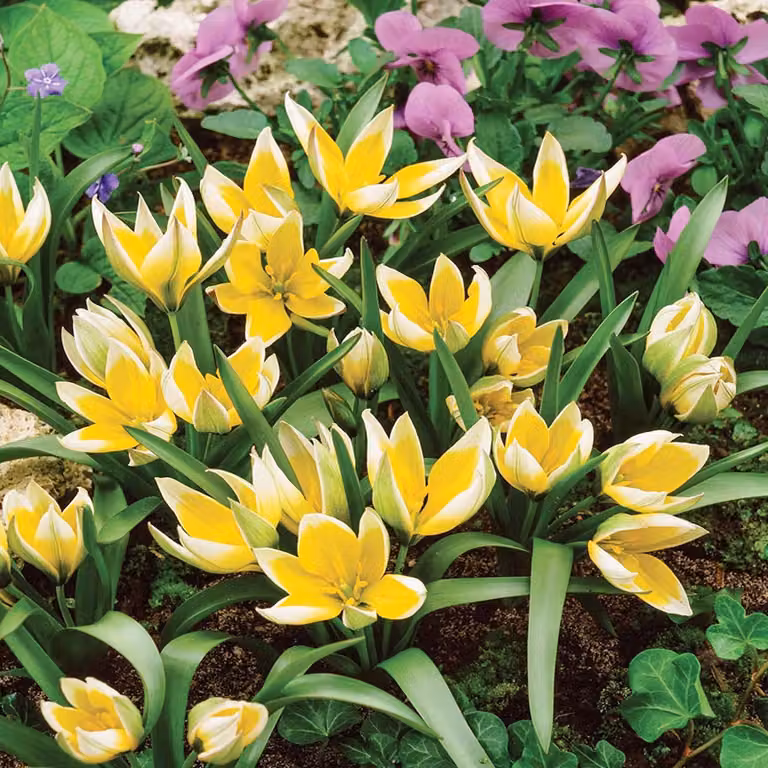 Tulipani Bulbi Fiori Botanici Tulipano Tarda 5 pz.