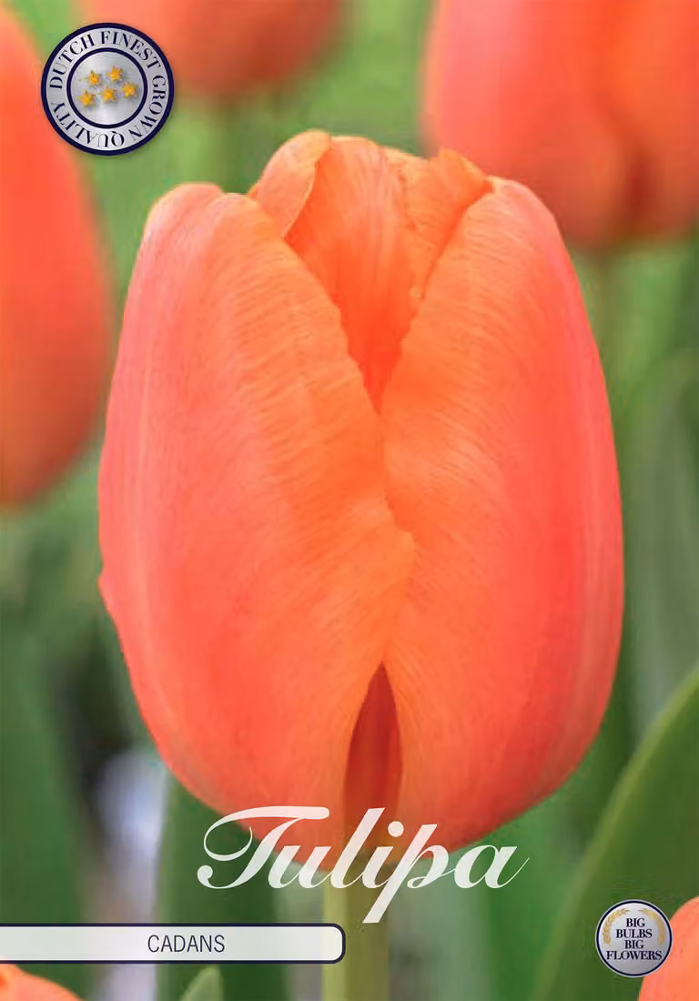 Tulipano Cadans (10 bulbi) | Bulbi di tulipano di Sam van Schooten