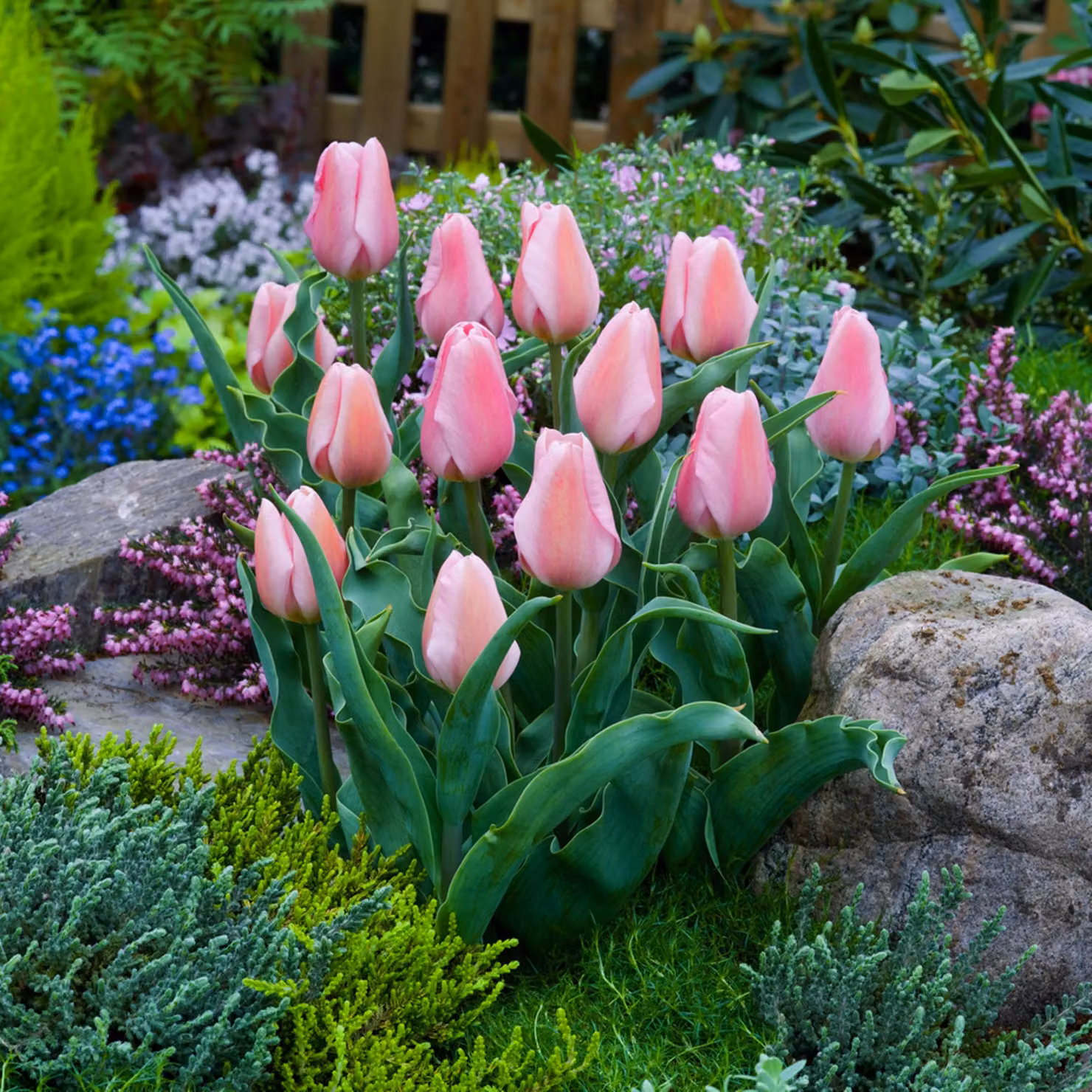 Tulipani Bulbi Bulbi Fiori Tulipano trionfo Synaeda Amor 5 pz.