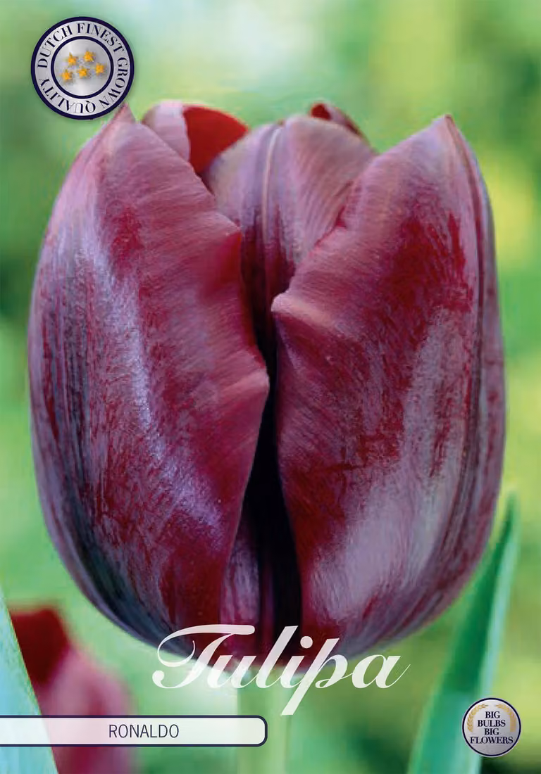 Tulipani Ronaldo (10 pezzi) | Bulbi di tulipano di Sam van Schooten