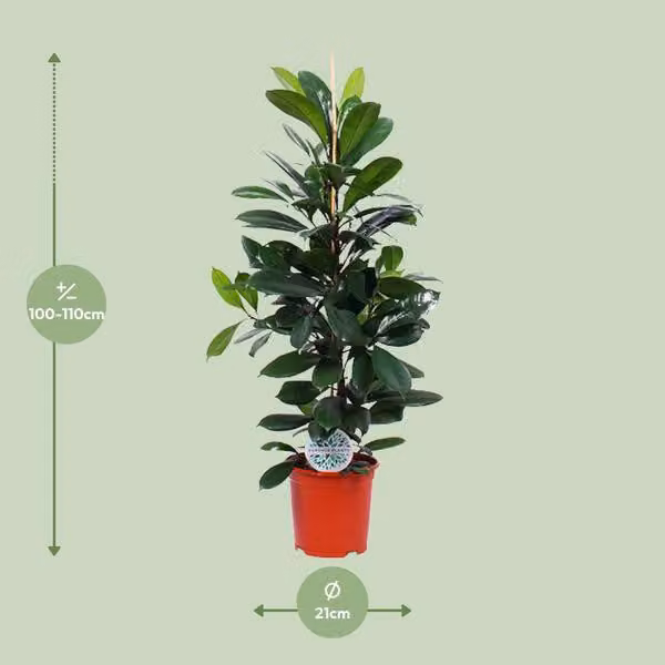 Albero della gomma Ficus Cyathistipula - pianta d'appartamento Ø21cm - alta circa 105cm - pianta tropicale di facile manutenzione per il soggiorno, l'ufficio e l'inverdimento interno