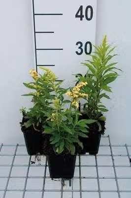 6 x Solidago hybr. 'Strahlenkrone' - Verga d'oro - vaso 9 x 9 cm