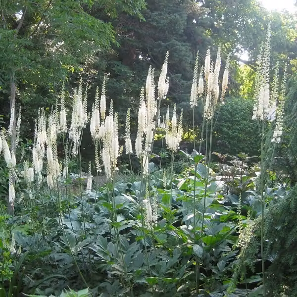 6 piante di Christophskraut (Actaea racemosa 'Cordifolia') | Vaso da 9x9 cm