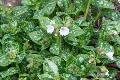 6 x Pulmonaria off. 'Sissinghurst White' - Allium marrone - vaso 9 x 9 cm