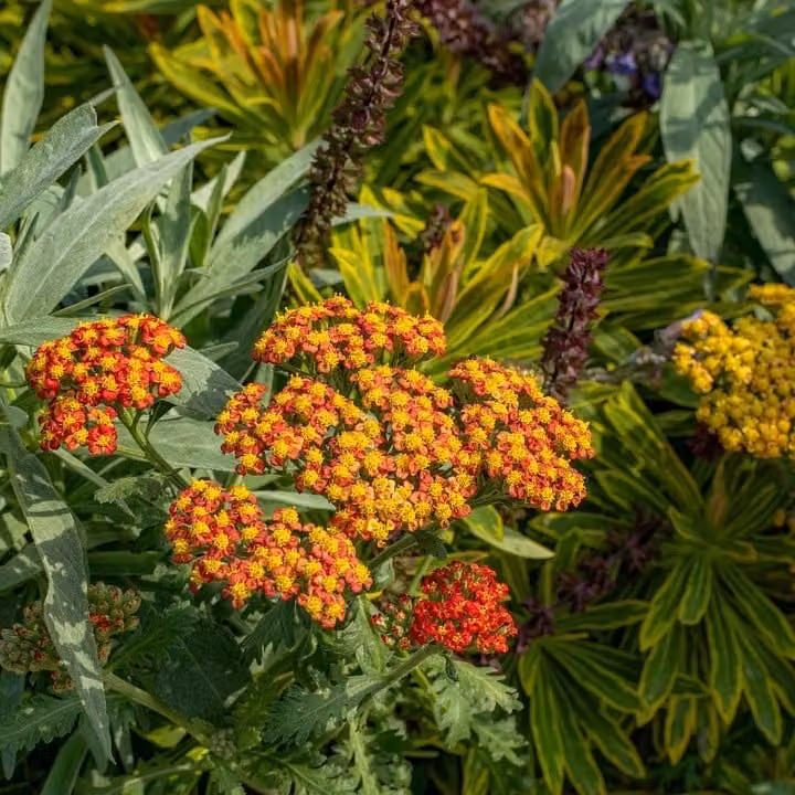 6 piante di Achillea ibrida - Achillea hybrida 'Feuerland' | Vaso da 9x9 cm