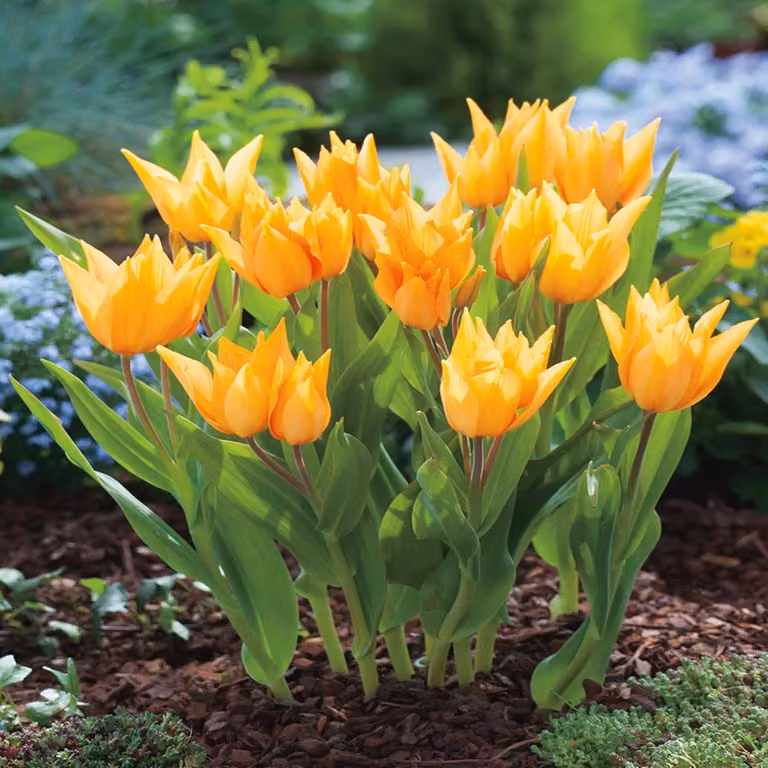 Tulipani Bulbi Bulbi Fiori Botanici Tulipano Praestans Shogun 5 pz.