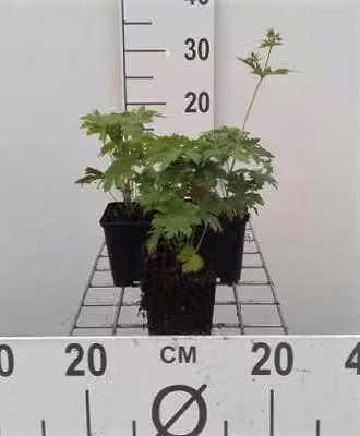 6 x Geranium sylv. mayflower" - Cicogna - Vaso 9 x 9 cm