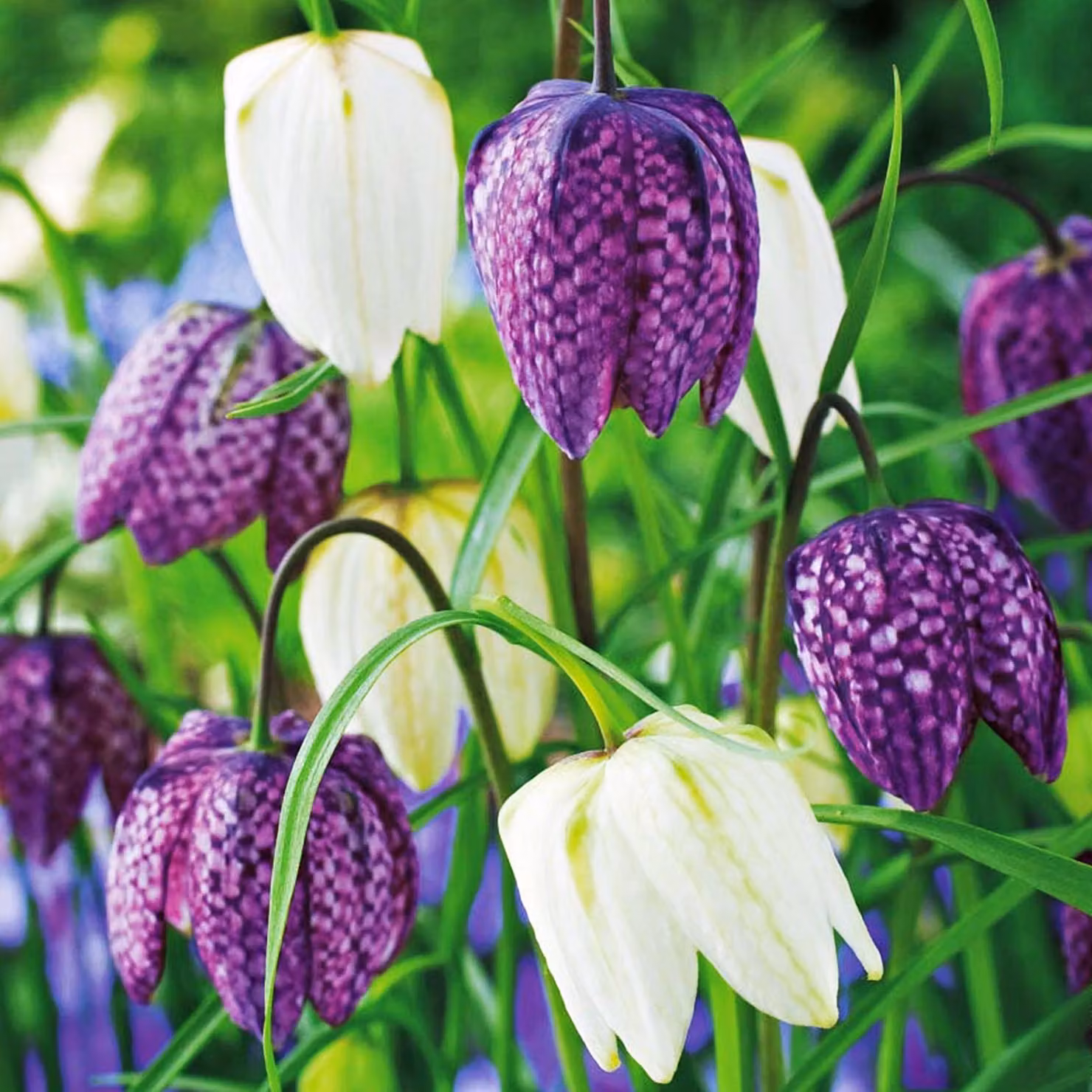 Bulbi da fiore Fiori Fiore a scacchi Fritillaria Meleagris 10 pz.