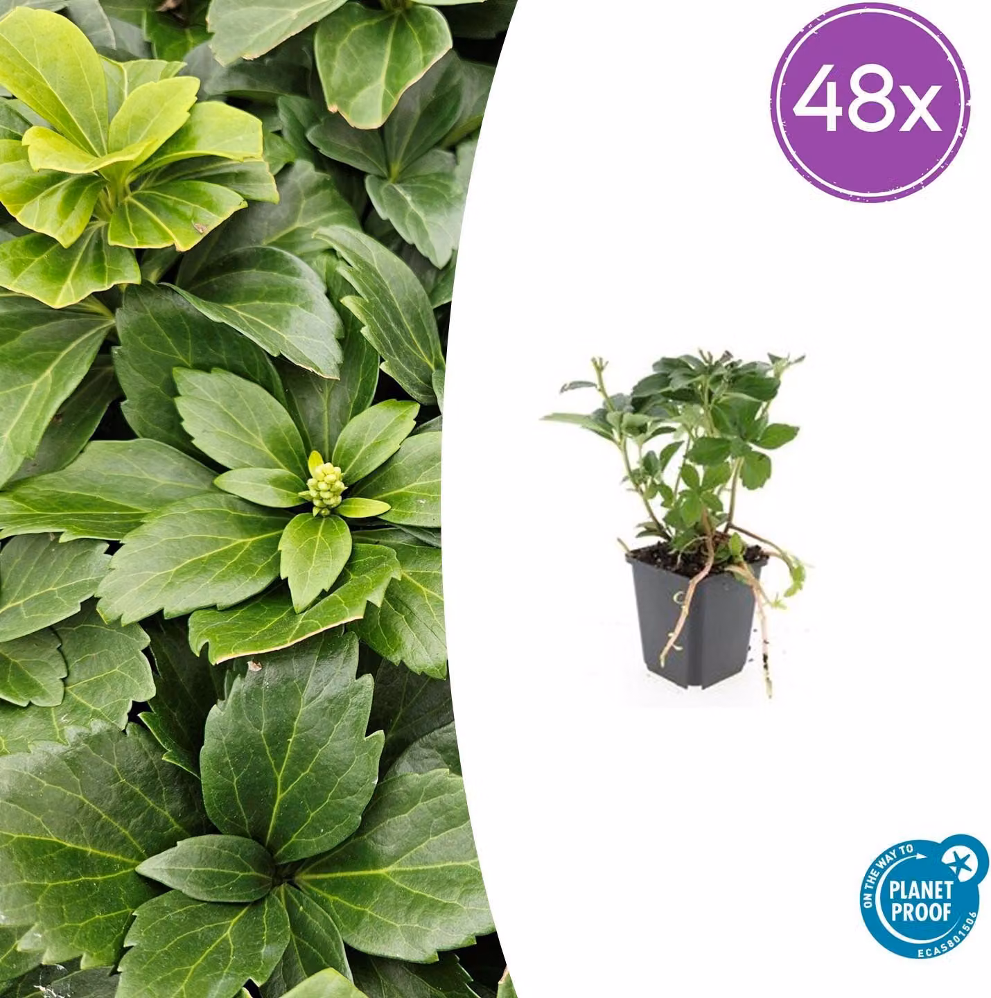Pachysandra terminalis | 48 pezzi - 10-25cm - Ø9cm - Pianta da giardino