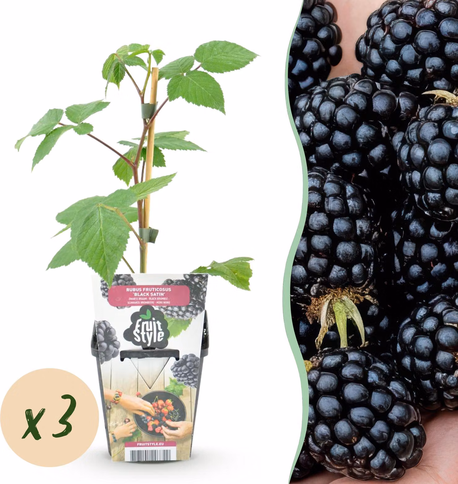 Mora - Rubus Black Satin - Difficile da coltivare - 3 piante - 15-25cm - Ø9cm - Pianta da giardino
