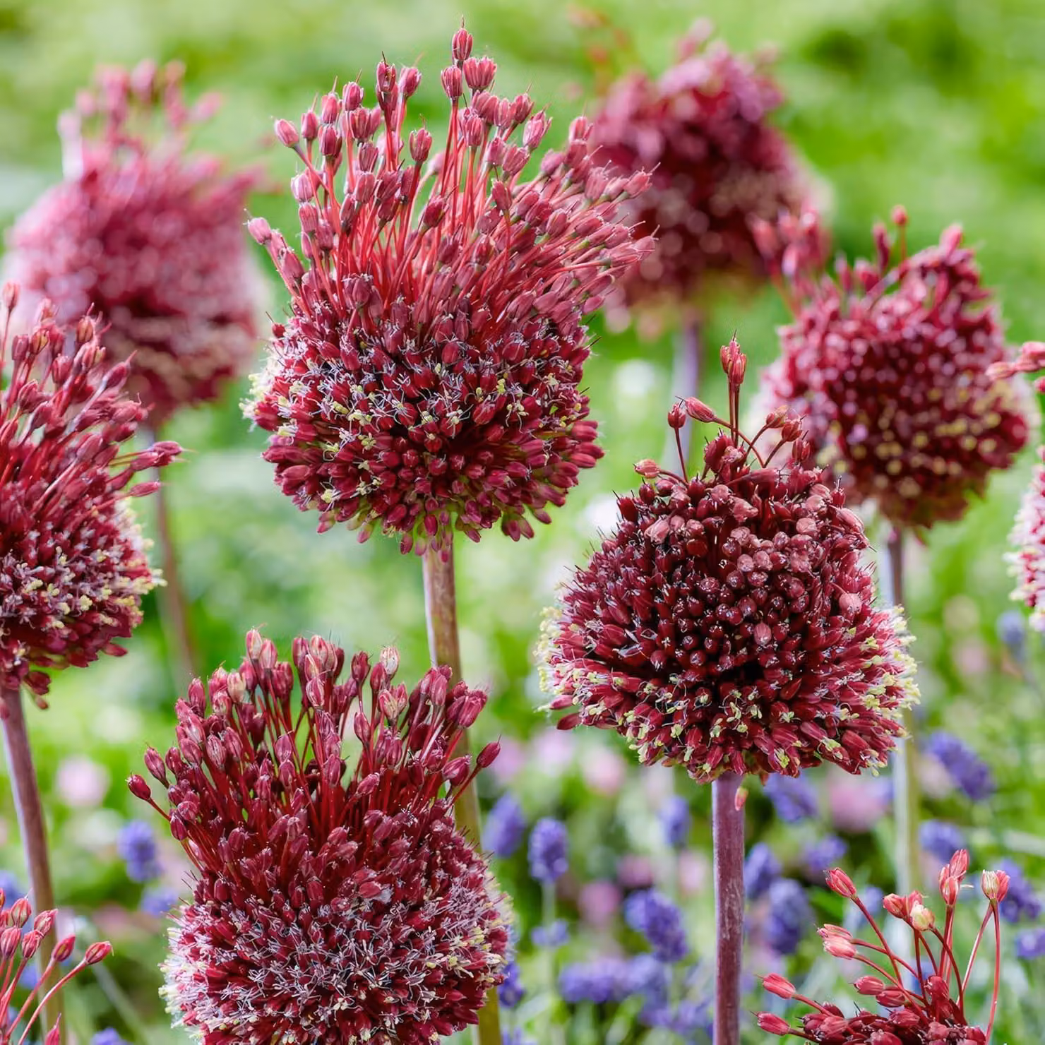 Cipolle di Allium resistenti al freddo, perenni - Red Mohican - 5 bulbi - Cipolle di Allium Giganteum - Piante profumate provenienti dall'Olanda, ideali per giardino e vasi (bulbi grandi, senza semi, non trattati artificialmente)