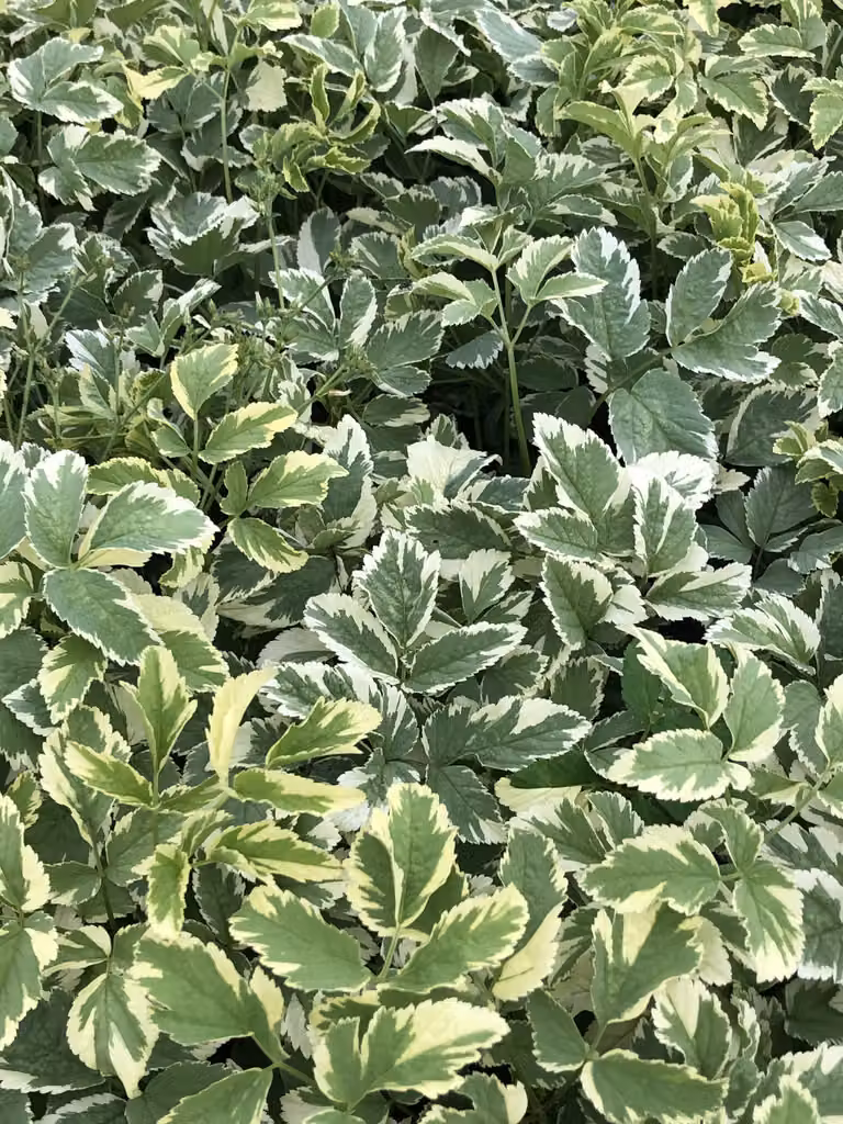6 x Aegopodium podagraria 'Variegatum' - Sambuco maculato in un vaso di 9x9 cm