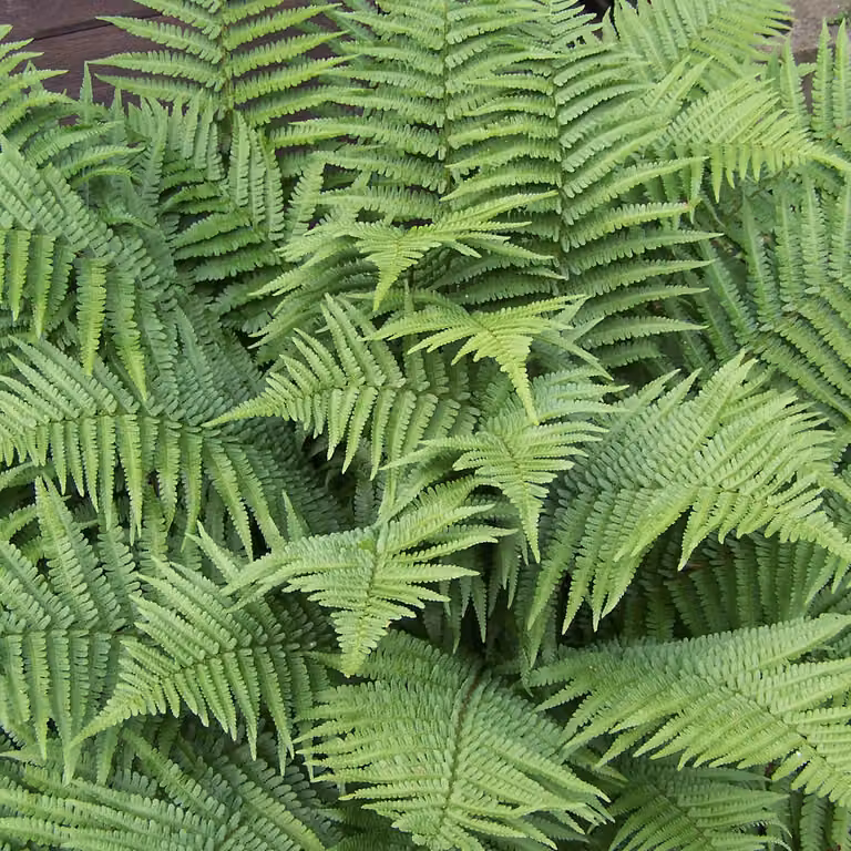 6 piante di felce (Dryopteris filix-mas), in vaso da 9x9 cm