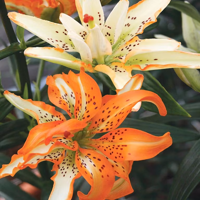 Gigli Fiori Bulbi Fiori Giglio doppio asiatico Must See 1 pz.